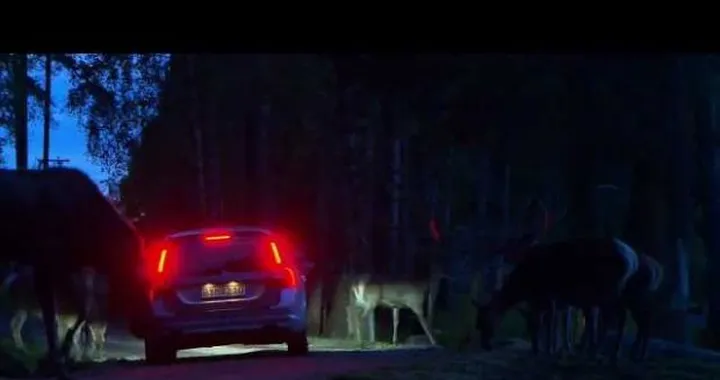 Volvo: un sistema per evitare gli incidenti con animali