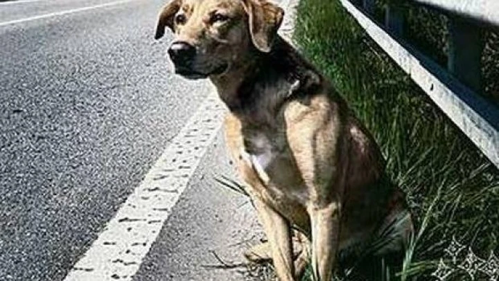 ENPA: nuova campagna antiabbandono per l'estate 2010