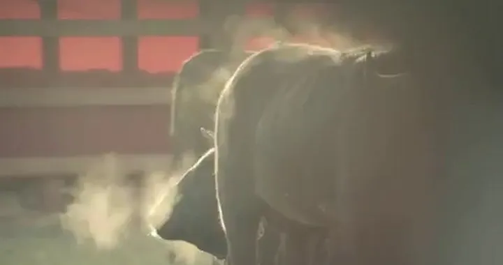 Volvo FL Vs una mandria di tori