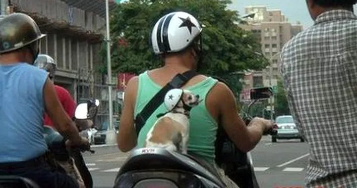 Foto del giorno: casco omologato?