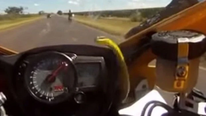 Serpente a 260 km/h su una Suzuki GSX-R [video]