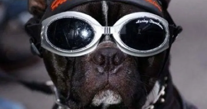 Cane d'un motociclista...