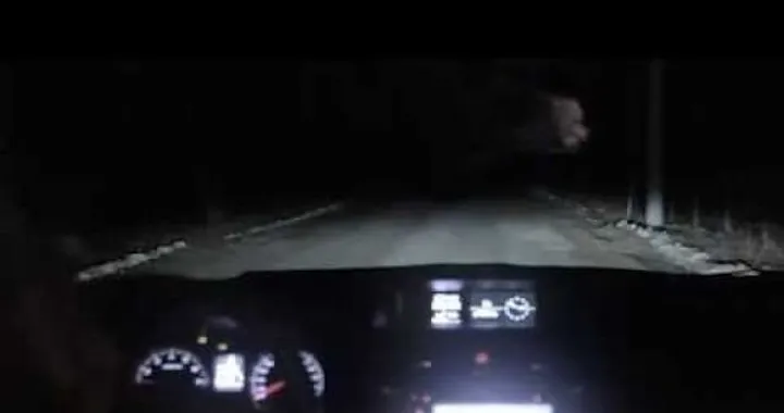 Festa del cane 2014: Subaru e lo spot con la dash cam