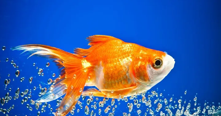 Guidare un'auto? Ci riesce anche un pesce rosso: l'incredibile scoperta