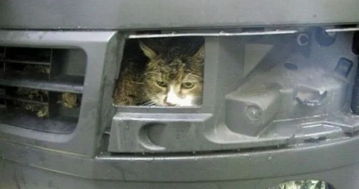 Gatto finisce nell'autolavaggio. Era dietro la mascherina dell'auto del padrone