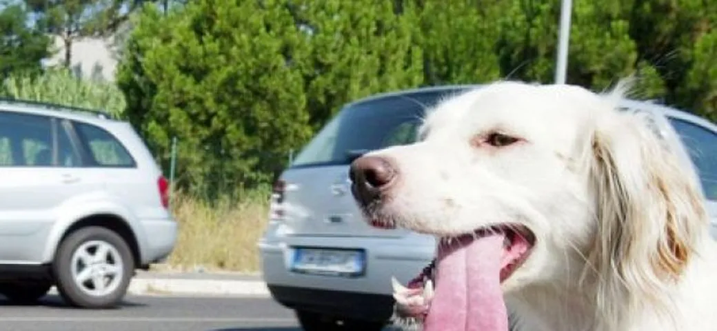 Ferragosto 2009: non abbandonate gli animali!