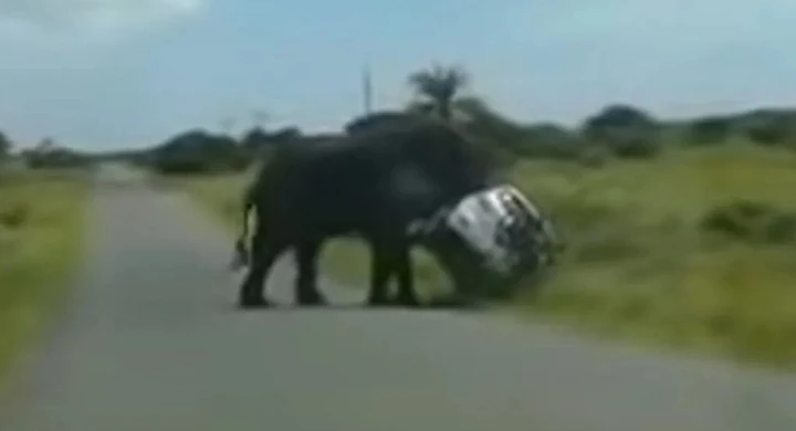 Elefante attacca un SUV nel parco e lo ribalta [Video]
