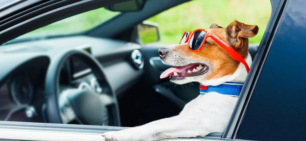 Il trasporto degli animali in auto: cosa prevede il Codice della Strada