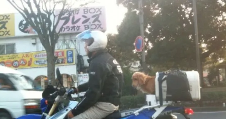 Foto del giorno: Cane passegero Giapponese