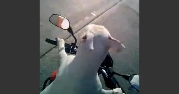 Cane guida scooter in Colombia [on-board video]