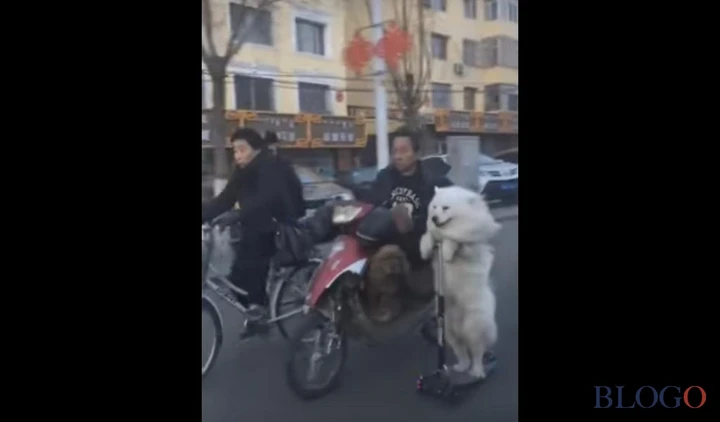 Cani a spasso con lo scooter [Video]