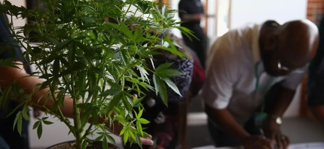In Colorado diminuiscono gli incidenti mortali dopo la legalizzazione della marijuana. Casualità o c'è correlazione?