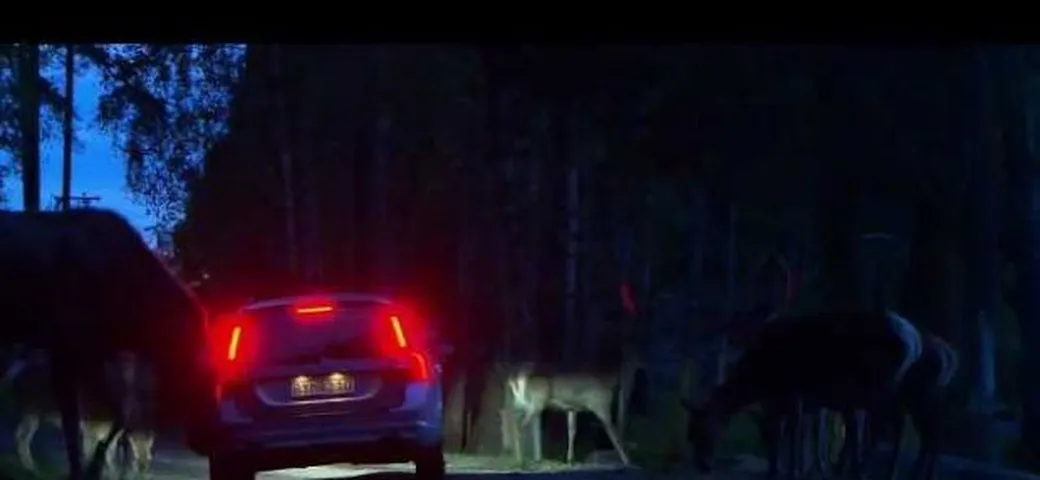 Volvo: un sistema per evitare gli incidenti con animali