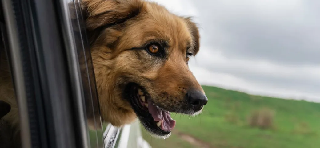 Cane trascinato da un'auto: indignazione e denuncia sul cavalcavia A22