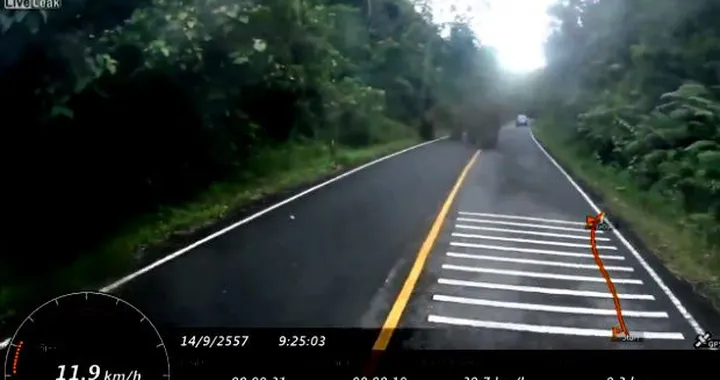 E se dietro la curva trovi degli Elefanti? [Video]