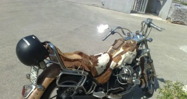 Foto del giorno: la Guzzi bovina