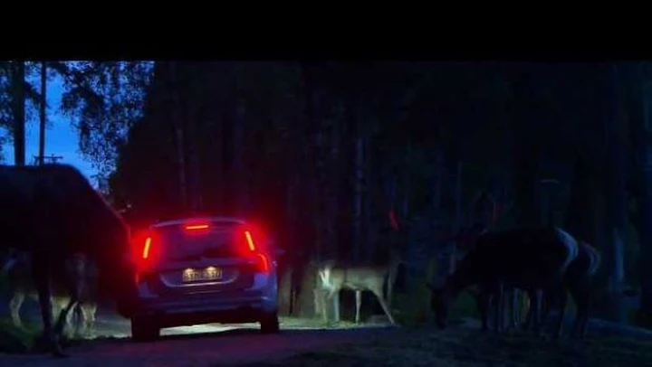 Volvo: un sistema per evitare gli incidenti con animali