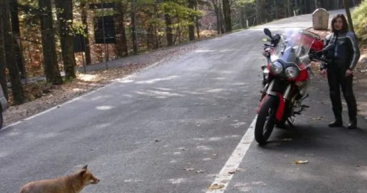 Foto del giorno: Il gatto e la volpe