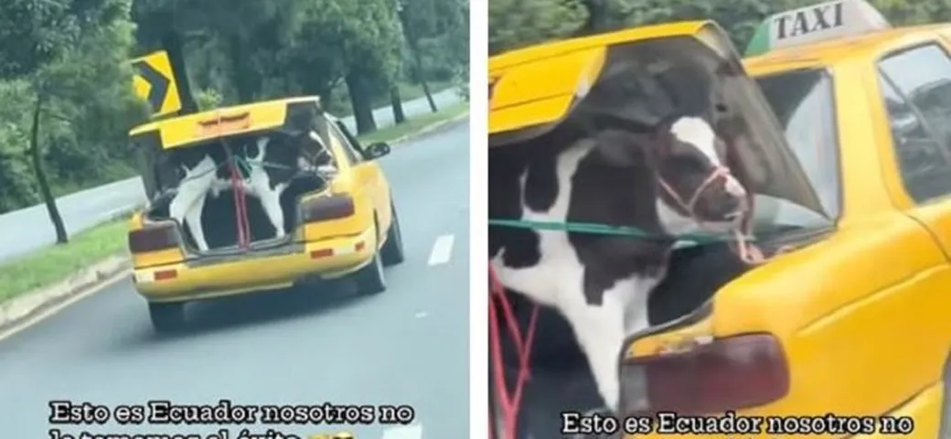 Il passeggero speciale di questo Taxi: un vitello nel bagagliaio