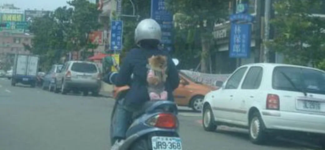 Cane in moto senza casco