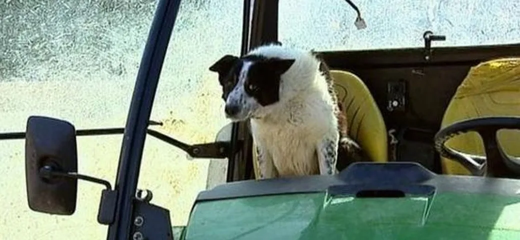 Il cane sale a bordo del trattore: la Polizia lancia l'allarme