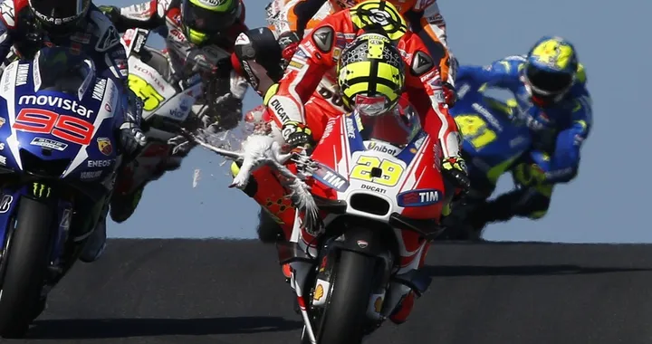 MotoGP, Australia: Iannone investe un gabbiano!