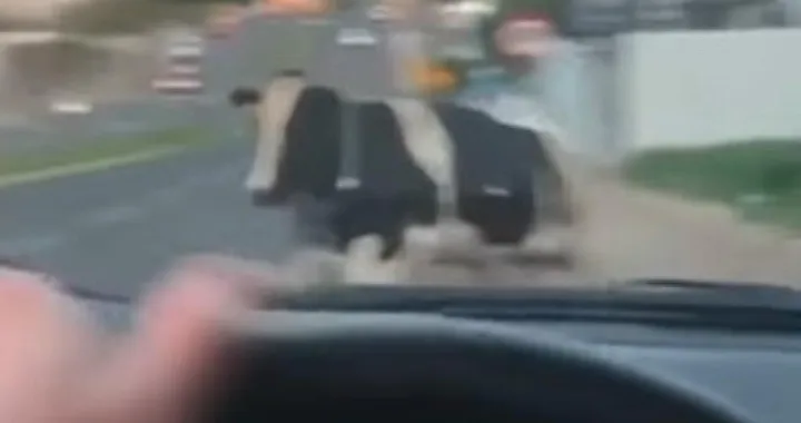 Pericoloso incidente con una mucca che attraversa la strada [Video]