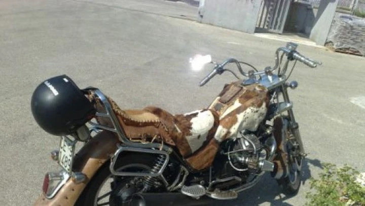Foto del giorno: la Guzzi bovina