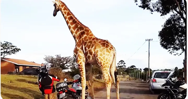 Giraffa disturbata si scaglia contro i motociclisti
