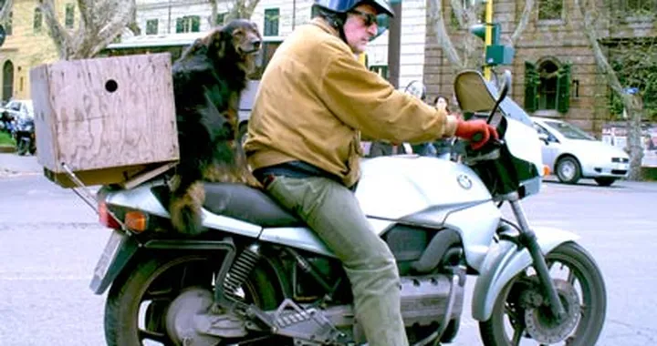 Foto del giorno: Cane su BMW